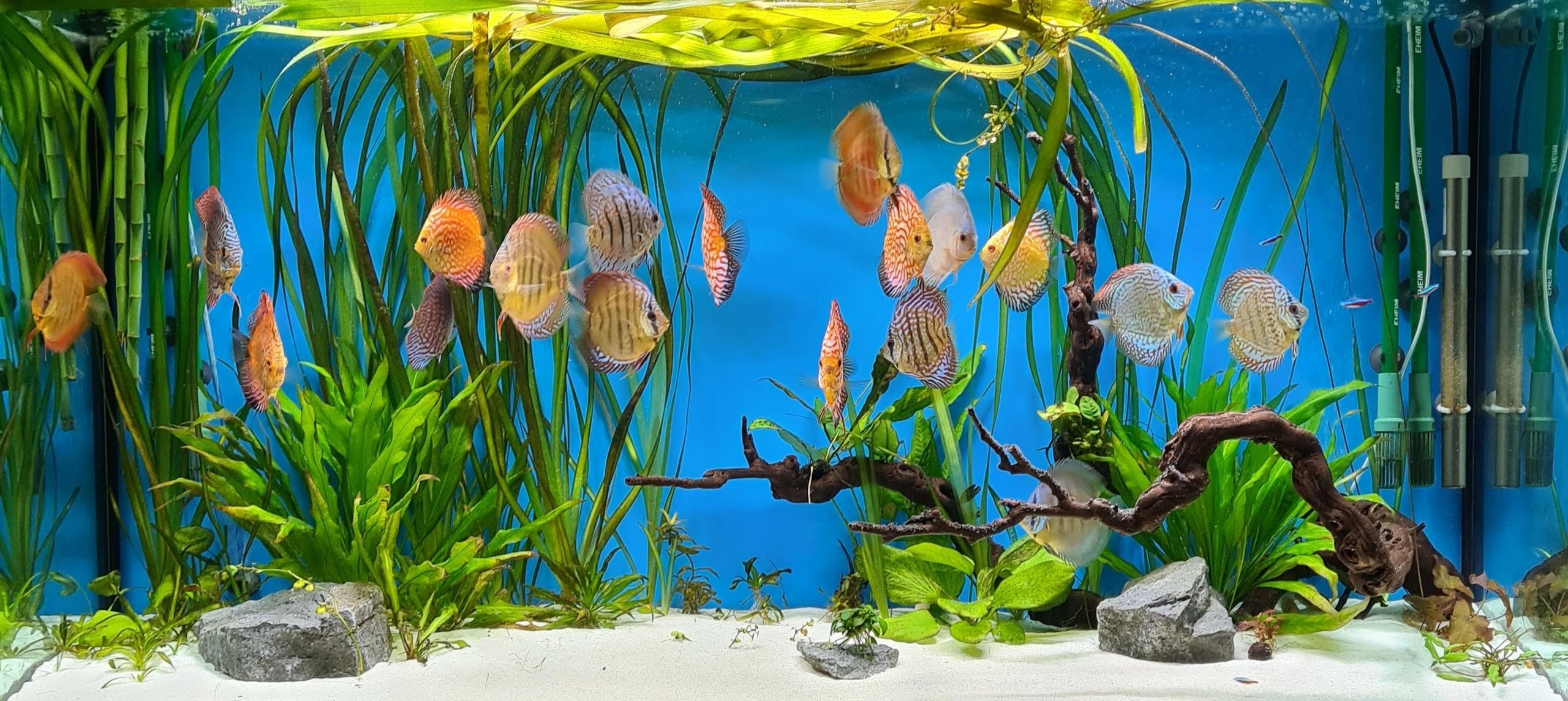 Discusswitch Discus Fish, Aquarium, Lighting