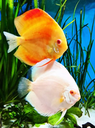 Beautiful Discus fish in a planted aquarium