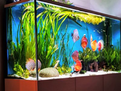 Discus Fish Care Guide - Discus Aquarium Setup, Discus Fish