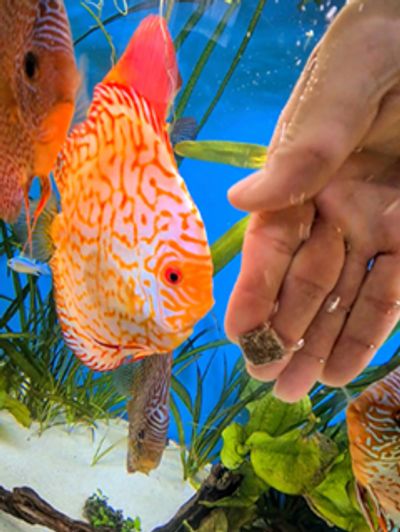 Feeding discus fish freeze dried blackworms