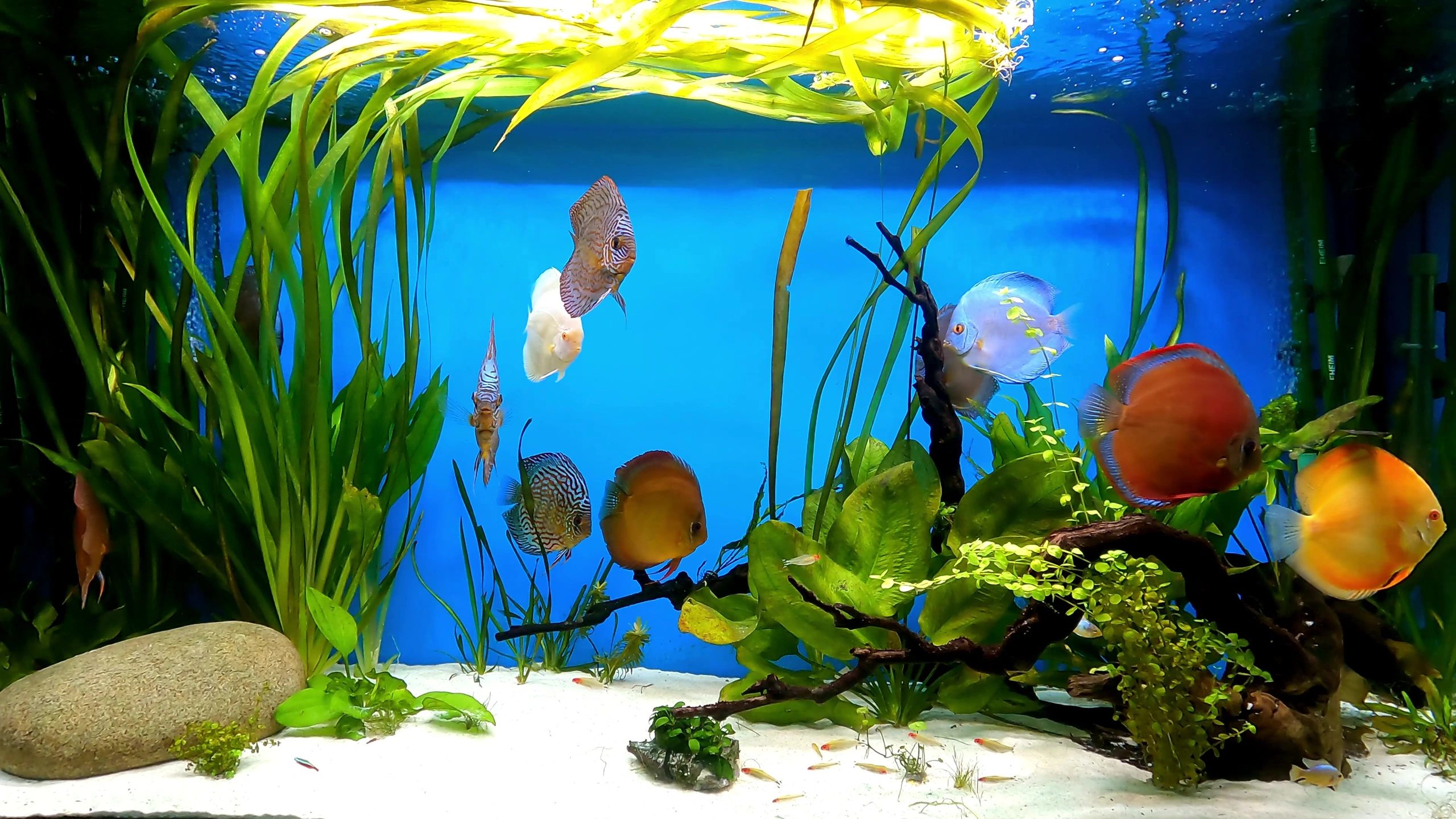 fish tank filter petbarn