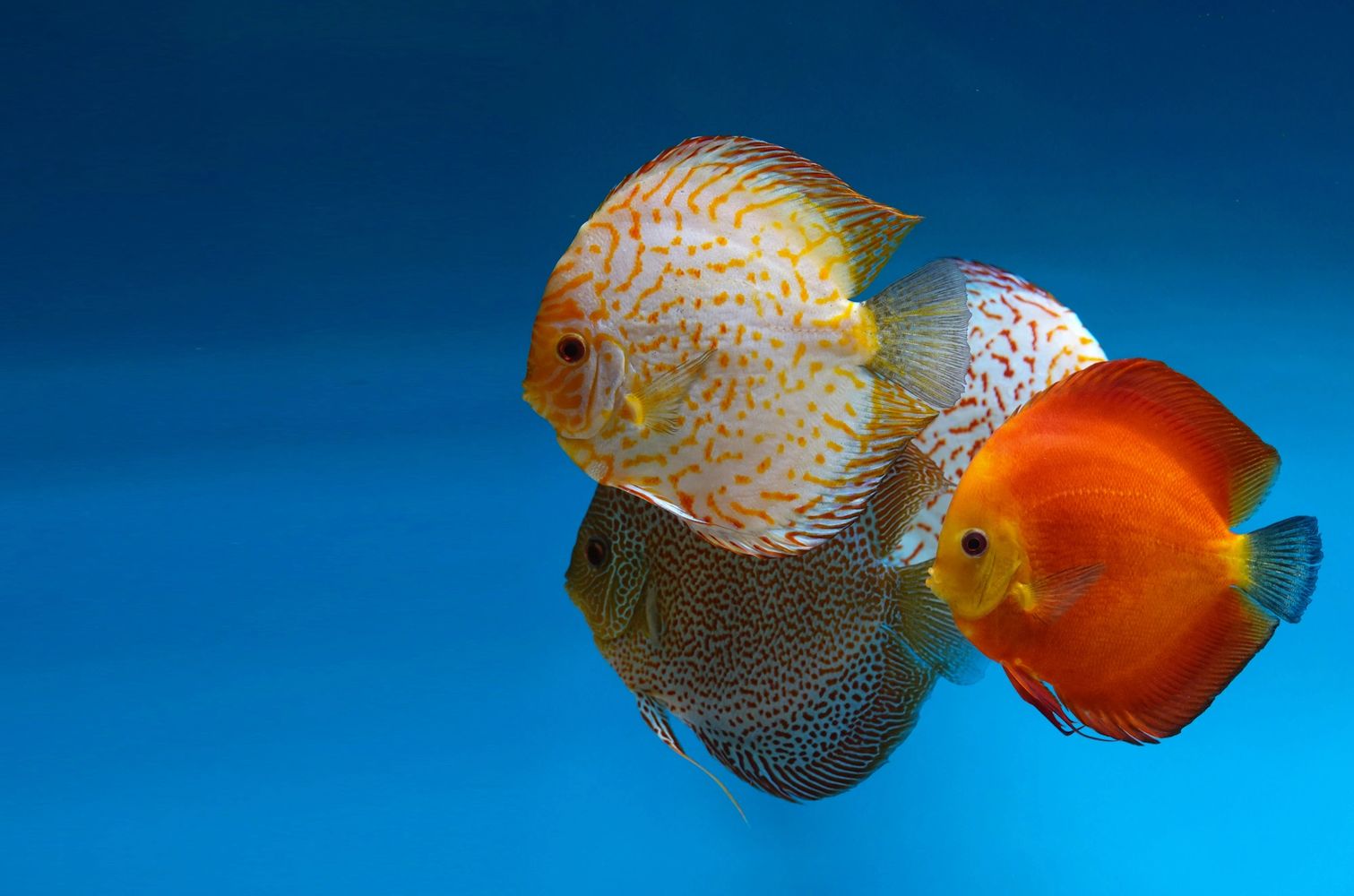 Yellow Checkerboard in a group of Discus fish