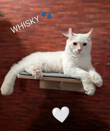White cat named Whisky lounging on a wall shelf with a brick background.