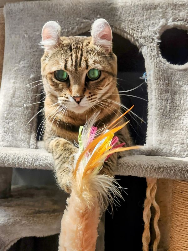 A tabby cat with curled ears plays with a colorful feather toy.