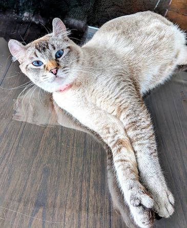 A light-colored cat with striking blue eyes lying stretched out on a wooden floor.