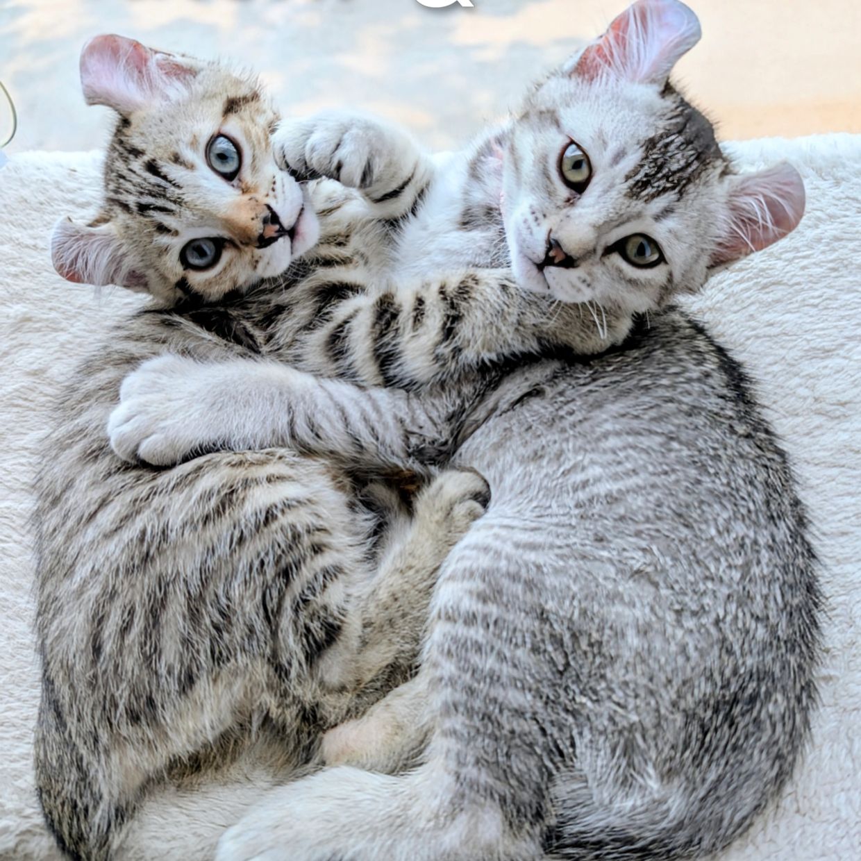 Deux chatons enlaçant sur un tapis.