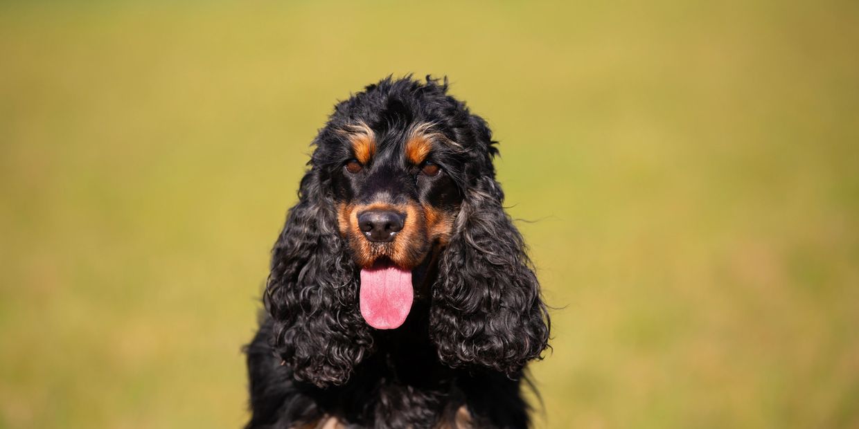 A happy dog during his walk