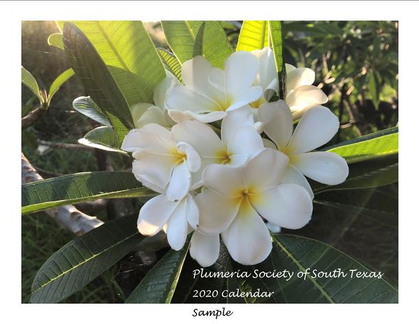 Plumeria Society of South Texas