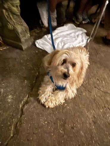 Small fluffy dog on leash sitting on pavement.