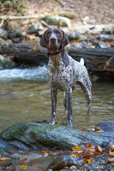 where can dogs swim in nyc