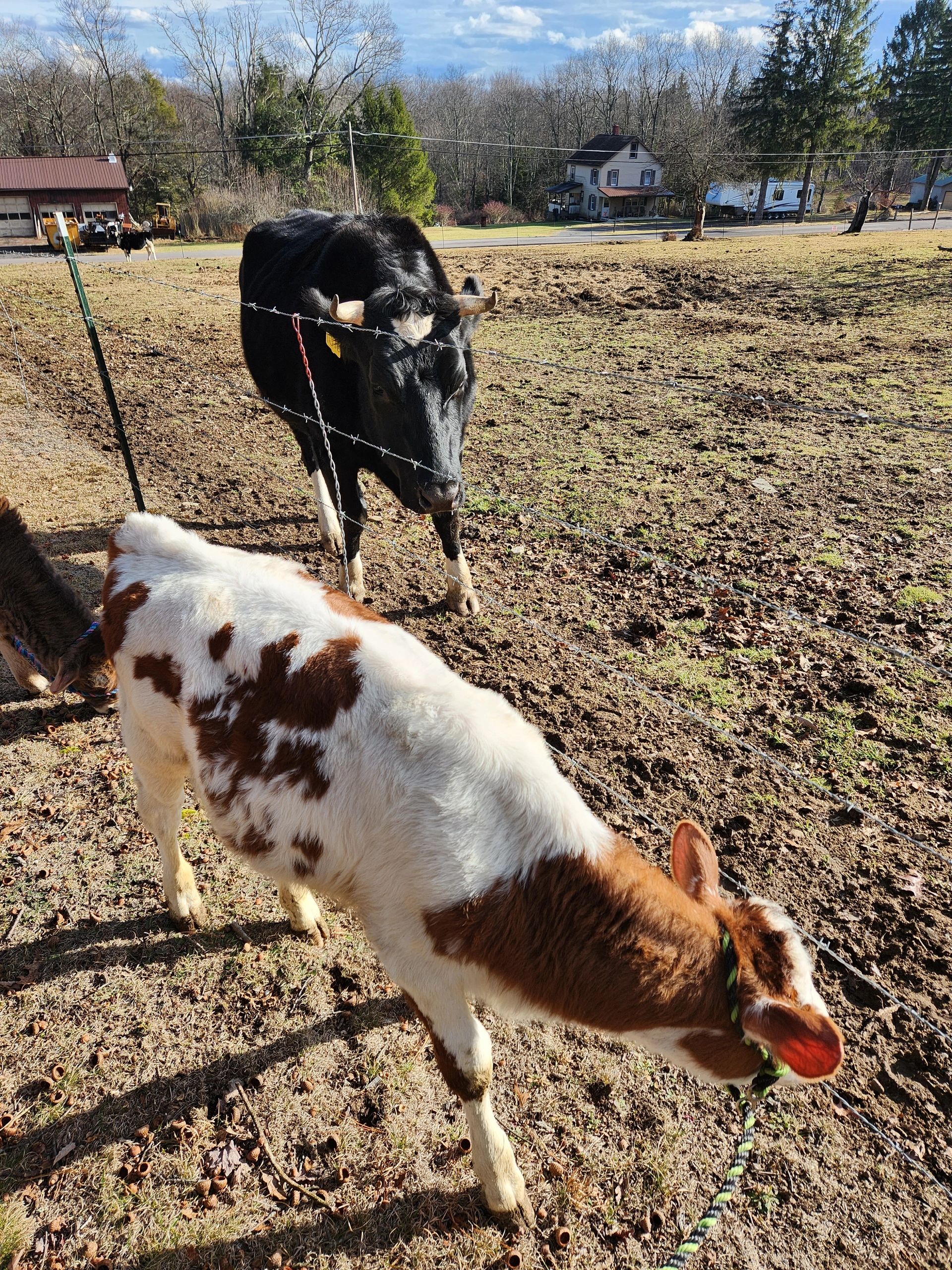 Moody Hollow Farmstead