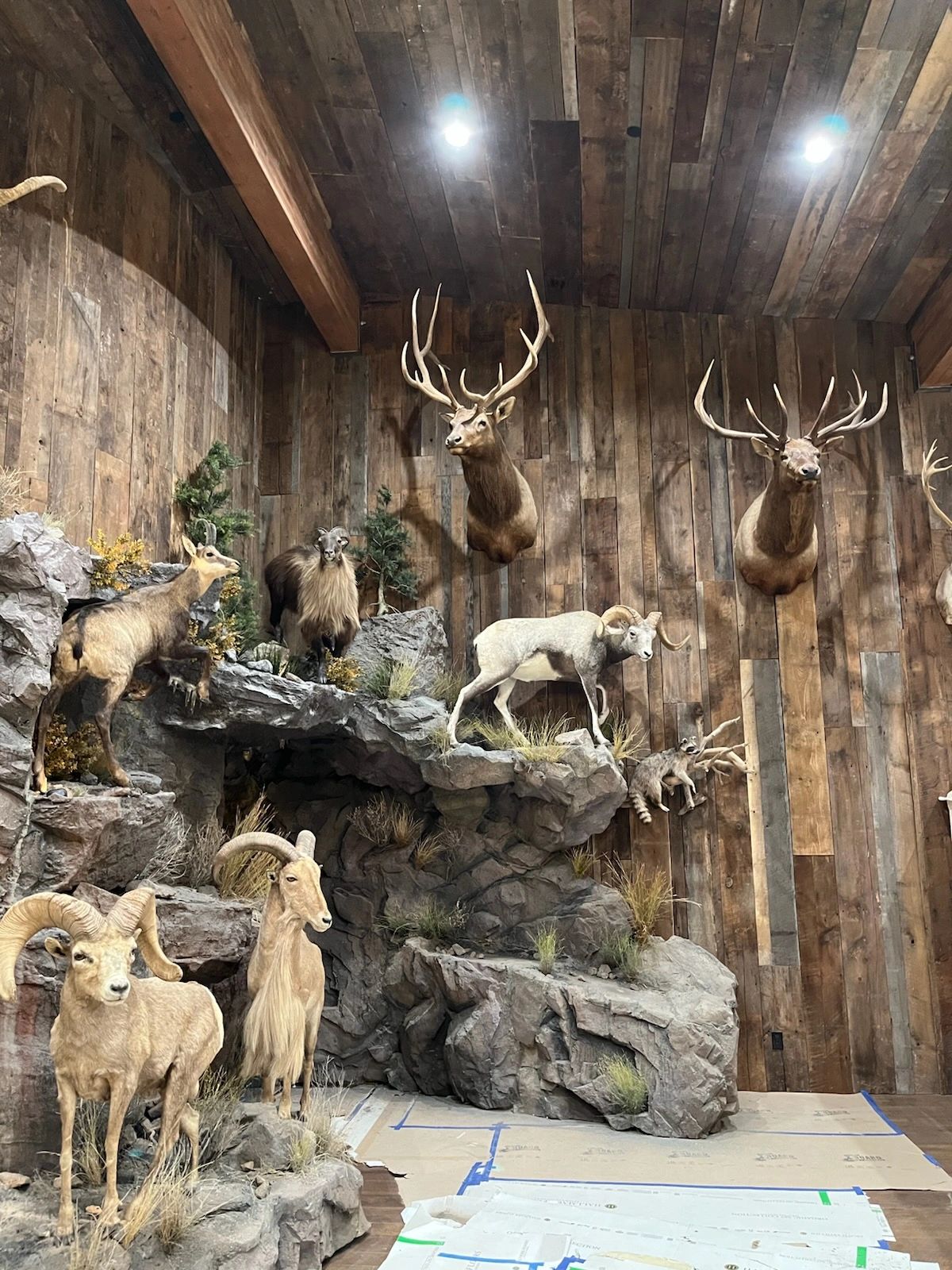 trophyroomsbypaulbroderick.com