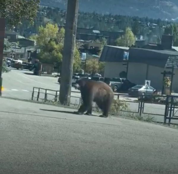 A bear walking in an urban area.