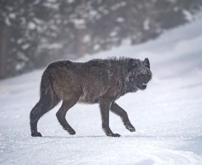Black wolf walking on snow in a forested area.