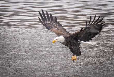 bald eagle, iowa, davenport, iowa city, photography workshop, wildlife workshop
