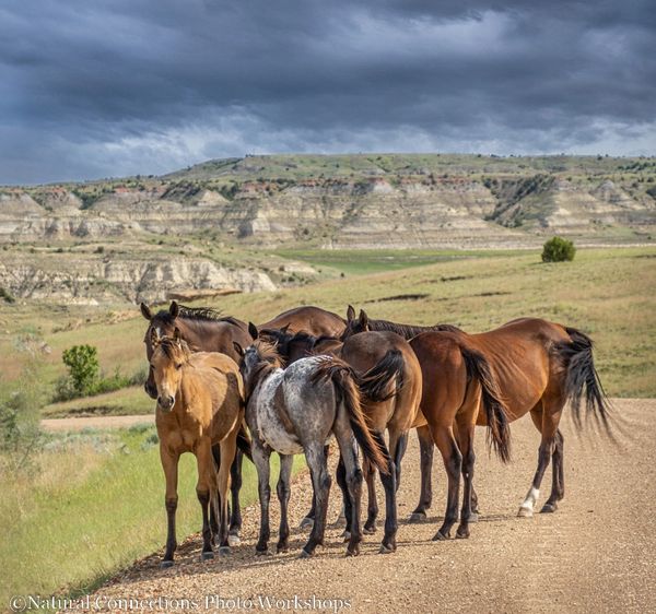 north dakota, badlands, wild horses, theodore roosevelt national park, photography workshop