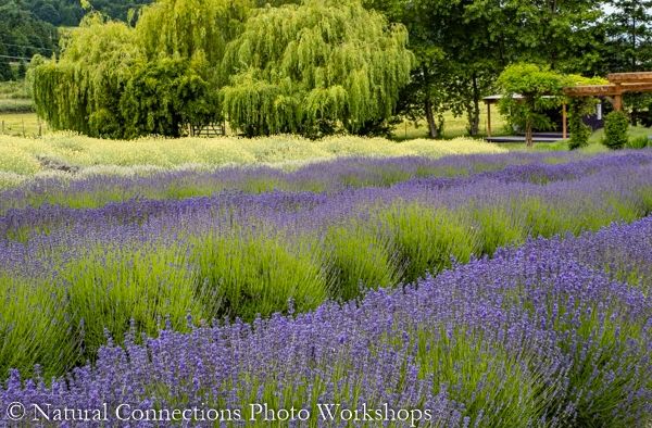 lavendar farm, washington, seattle, sequim, olympic, photography workshop, photography class