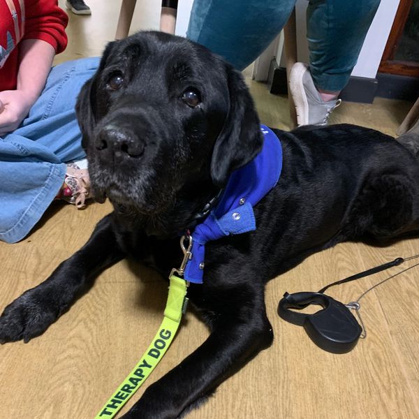 Black therapy dog lying on the floor with people nearby.