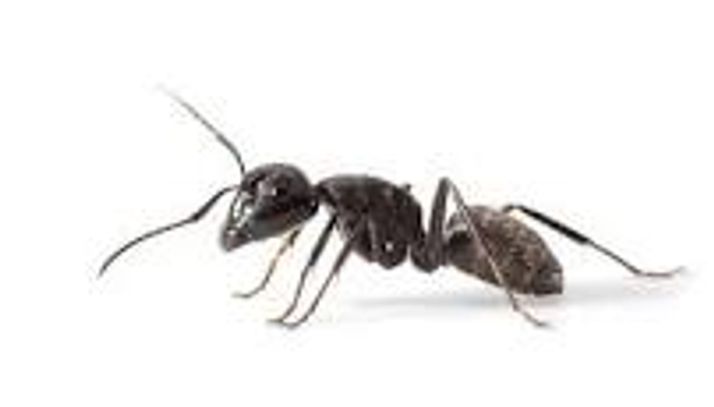 picture-of-an-ant