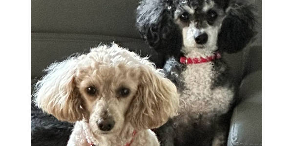 Two small poodles sitting on a car seat, one cream and one black and white.