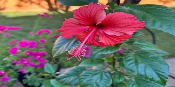 A vibrant red hibiscus flower blooming in a garden with green leaves.
