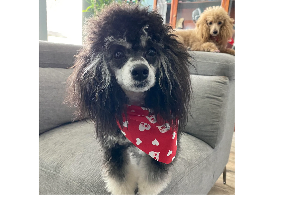 Two adorable poodles on a gray couch, one wearing a red heart-patterned bandana.