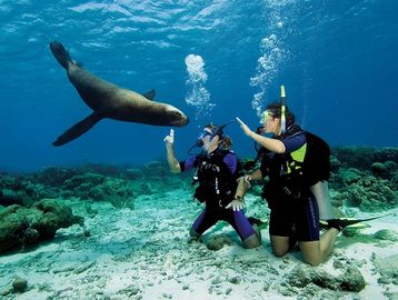 Open Water Scuba Course, Learn To Dive, Scuba Classes