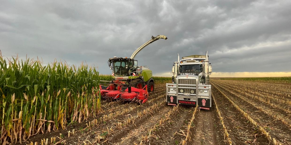 A combine harvester and a Kenworth truck in a cornfield under a cloudy sky.
