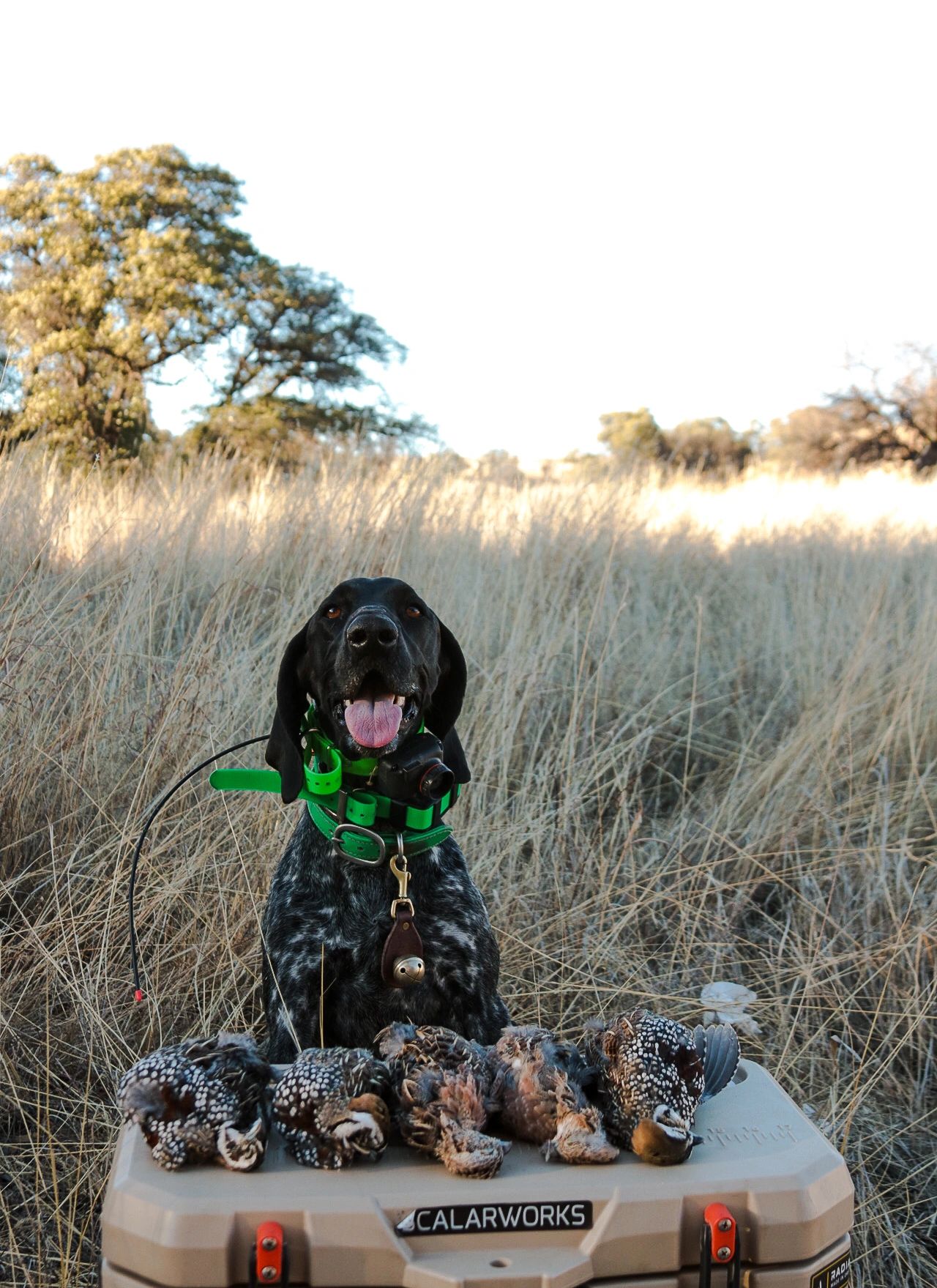 What hunters should know about the 2023 pheasant and quail hunts - The  Times-Independent