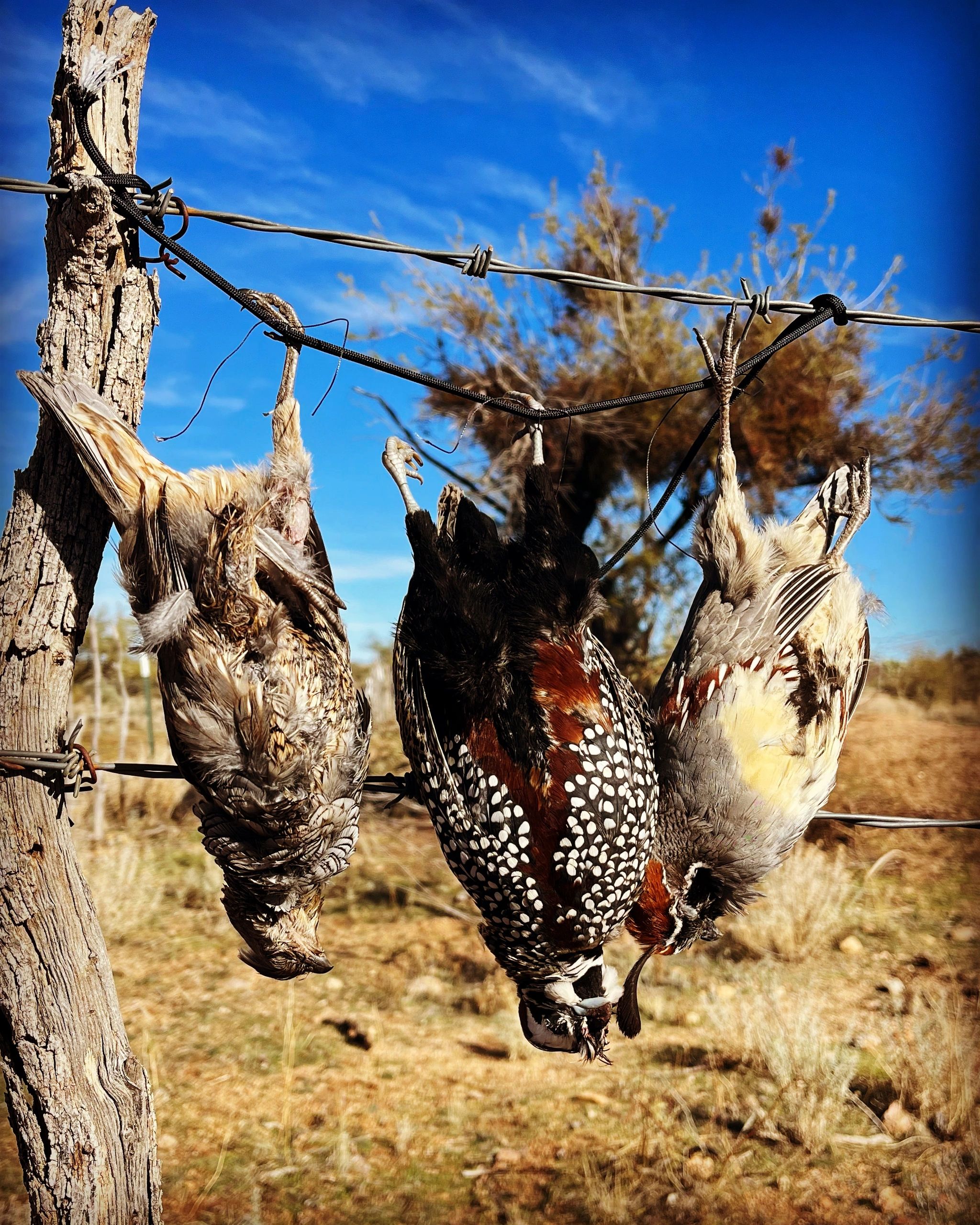 Arizona quail hunt