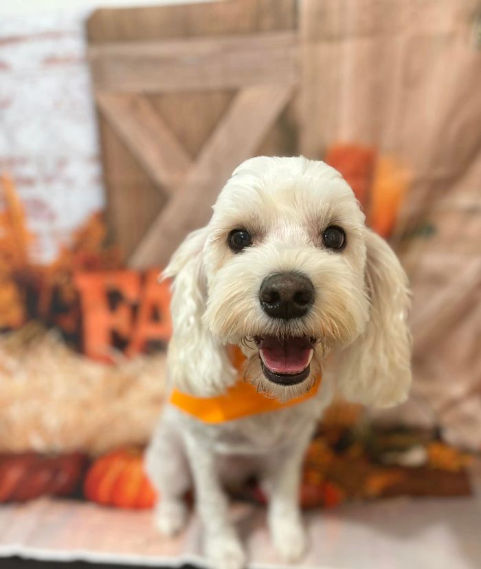 Teddy the cock-a-poo