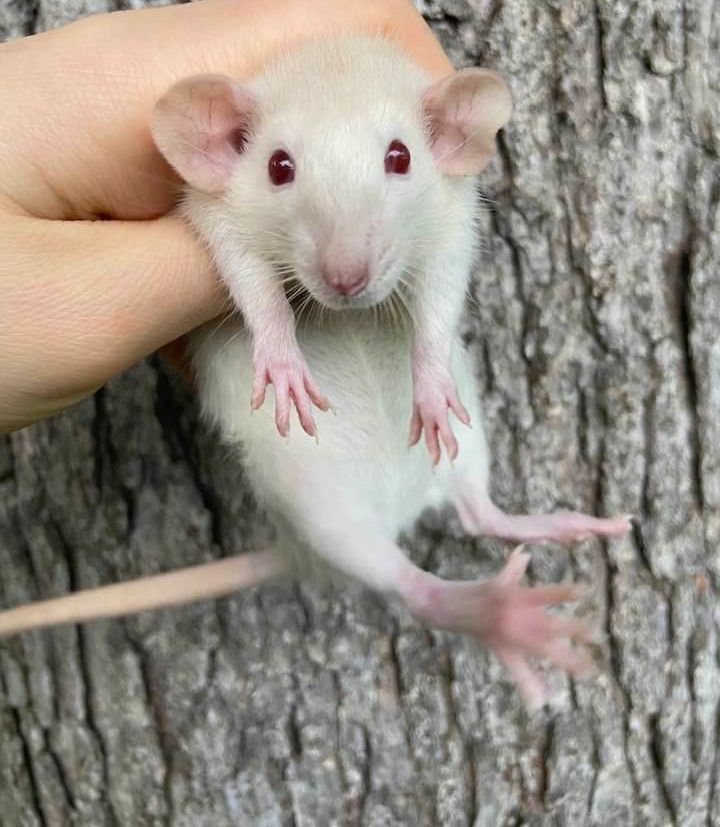 white rats with red eyes babies