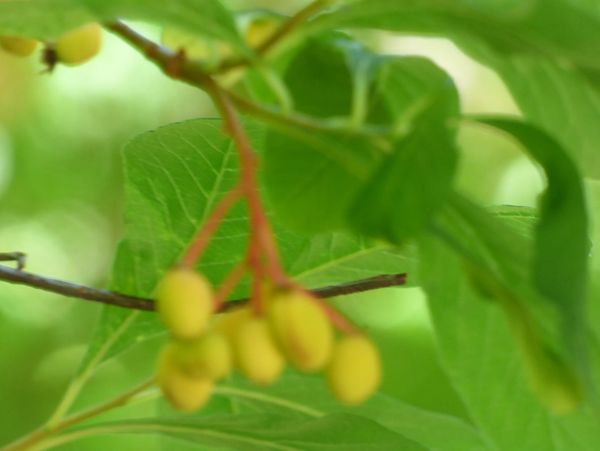 Osoberry (Indian plum)  Oemeleria cerasiformis. A shade loving understory tree that blooms early in 