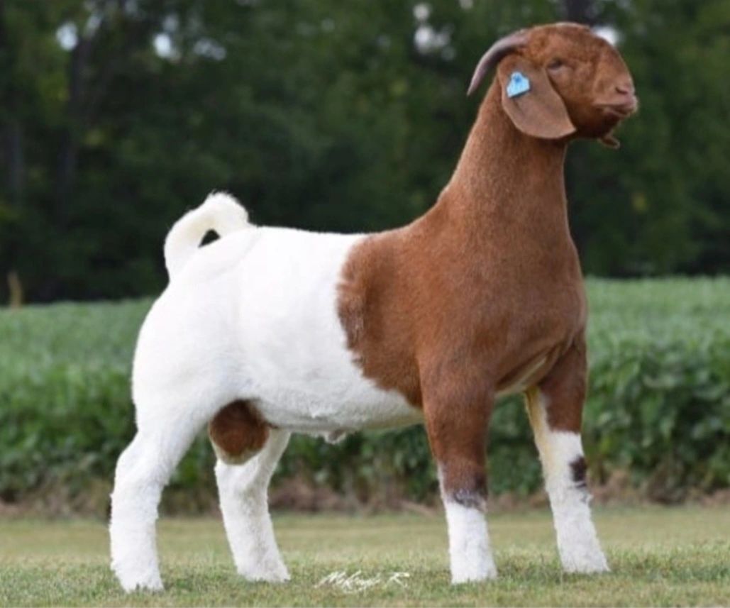 show boer goats