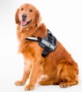 USA Service Canines