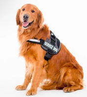 USA Service Canines