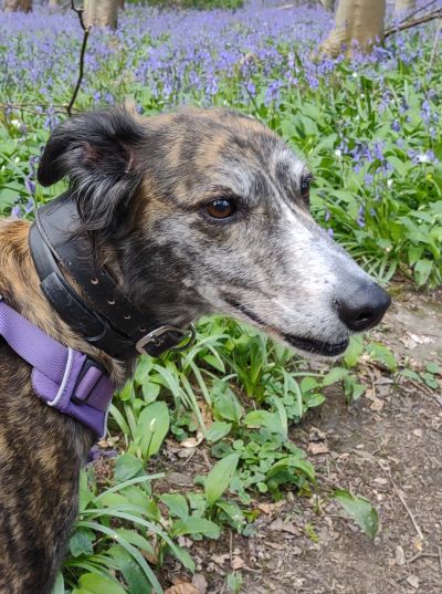 Bella in bluebell woods.