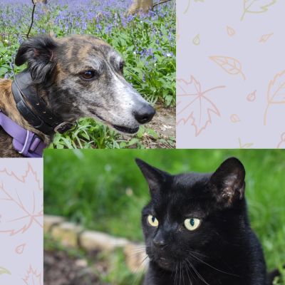 An elderly cat and dog over autumn leaves