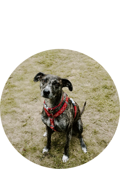 Brindle dog wearing a red harness sitting on grass, looking attentively.