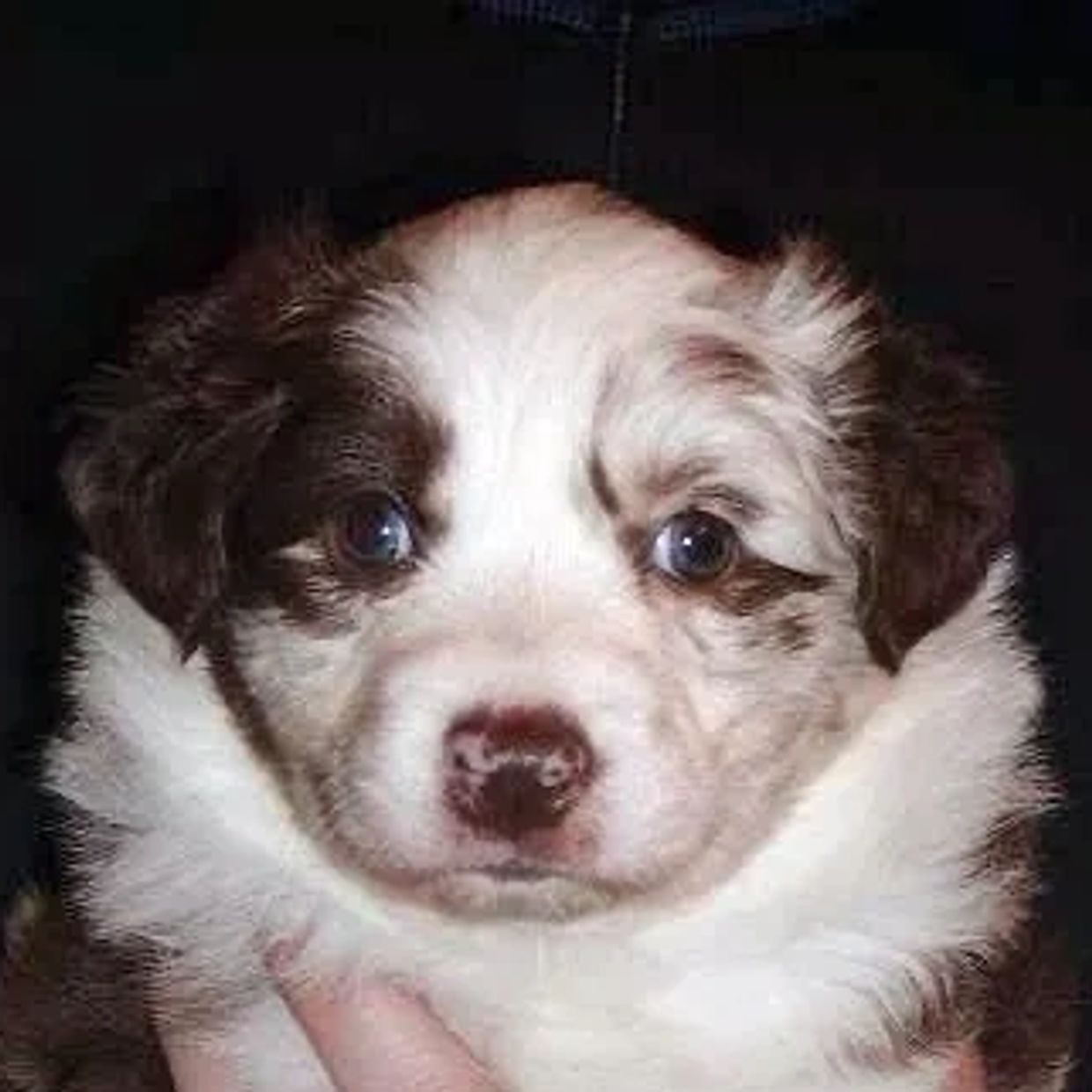 Vivian - SoundView Cadillac Girls BWild 
