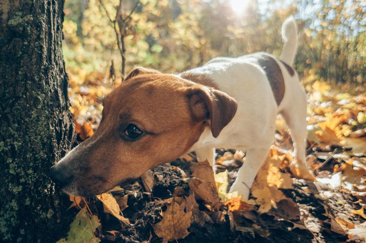 Dog sniffing