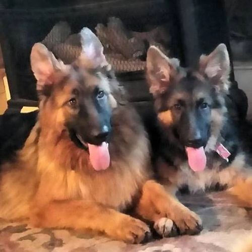 German Shepherds Paradise Long Coat German Shepherds