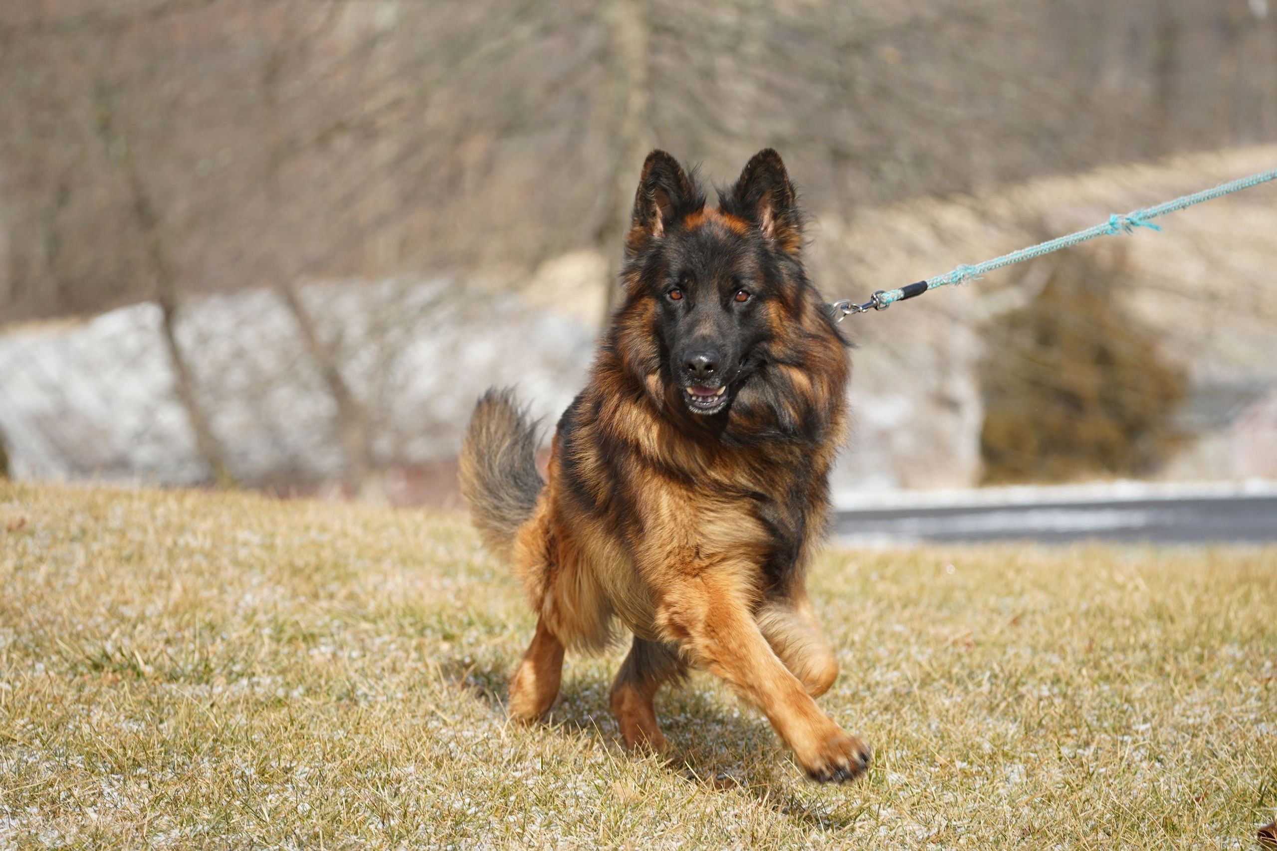 are german shepherds long haired