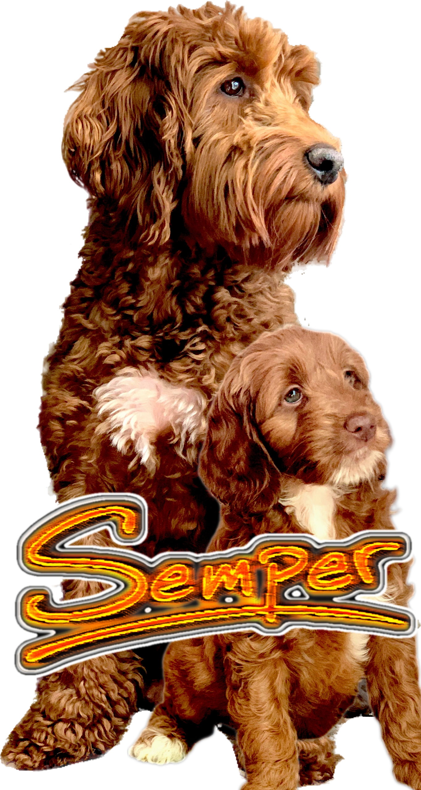 Semper Doodles Labradoodle Breeder Labradoodle Puppies