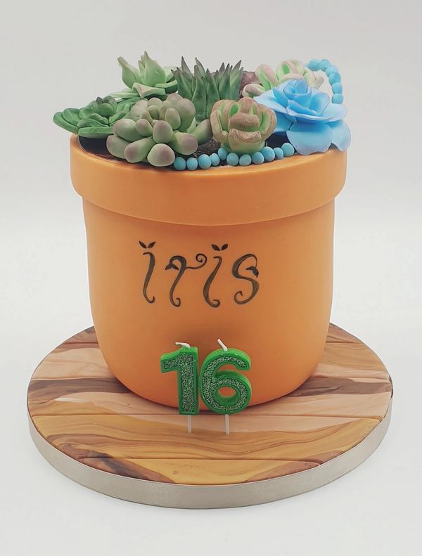 succulents in a plant pot cake