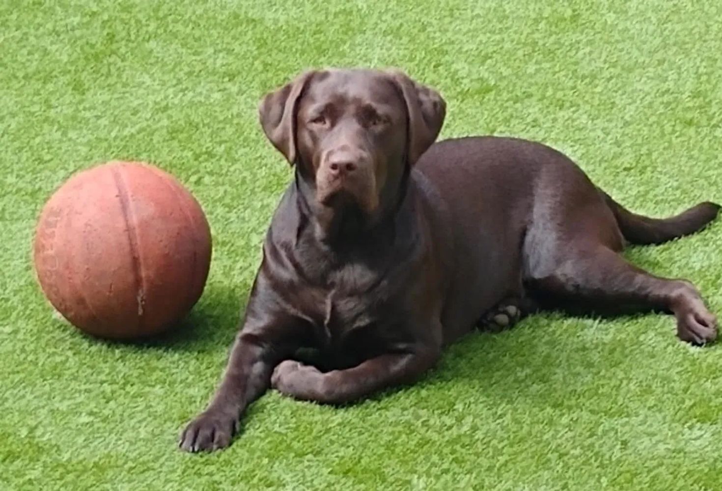 Mucky Mutts Dog Walking Service