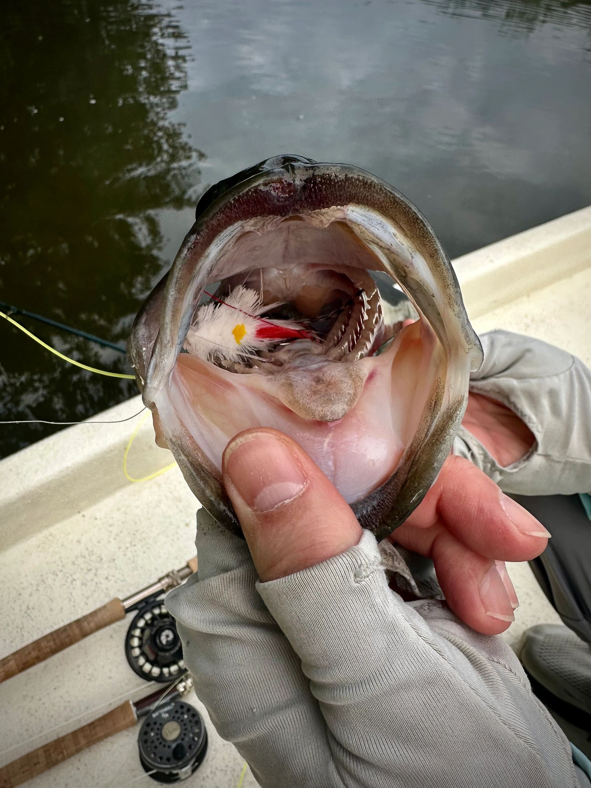 The Case for Barbless Hooks: Better for Fish, Better for Anglers The Case for Barbless Hooks: Better for Fish, Better for Anglers