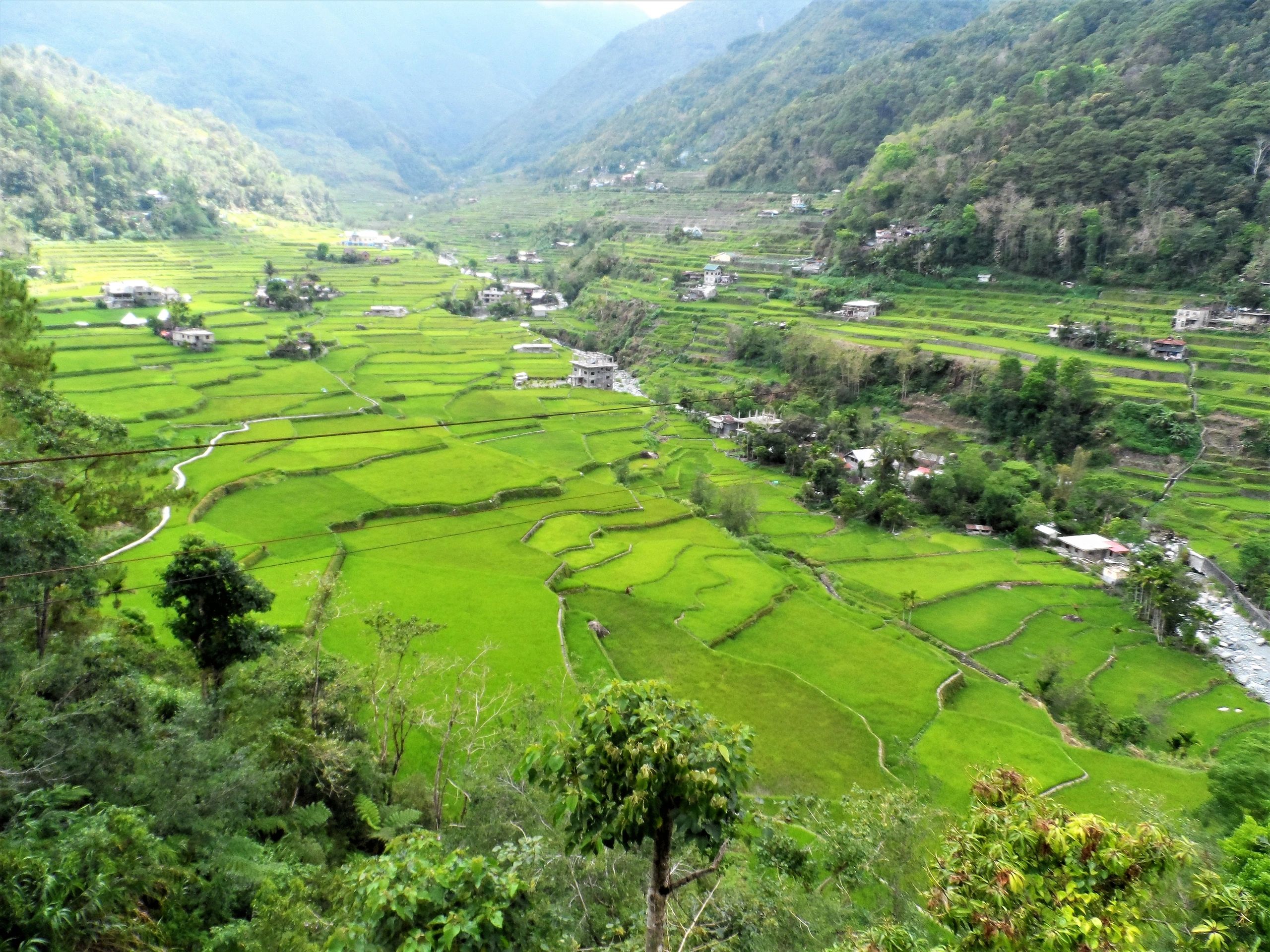 Rice Terraces