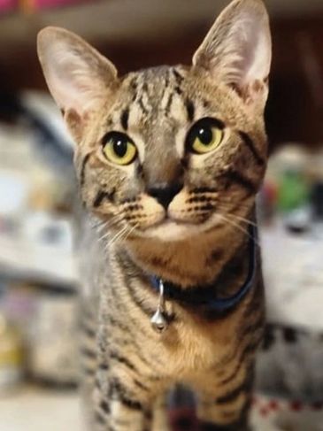 Close-up of a tabby cat with large yellow eyes and a collar.
