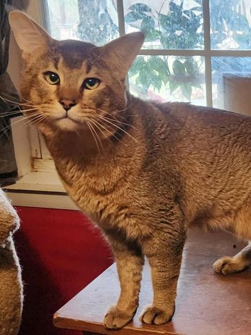 A large brown cat standing on a table.